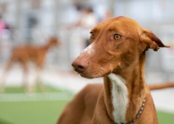 La Vacunación e Identificación animal comienza en Triquivijate y Agua de Bueyes