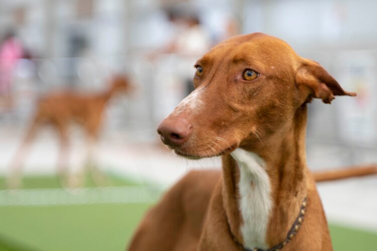 La Vacunación e Identificación animal comienza en Triquivijate y Agua de Bueyes