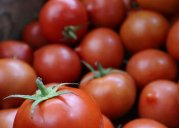 Tuineje rende omaggio alla sua tradizione di coltivazione del pomodoro alla FEAGA 2025