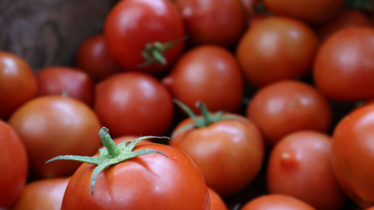 Tuineje rinde homenaje a su tradición tomatera en FEAGA 2025
