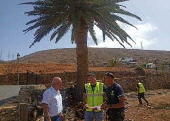 Landschaftsverschönerung und Beschneiden von Palmen in Betancuria