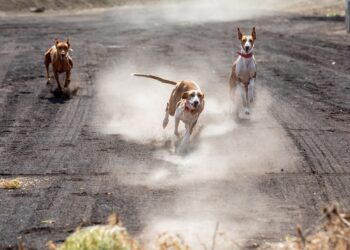 La campaña municipal de vacunación identificación de animales este sábado en Caleta de Fuste y Los Alares