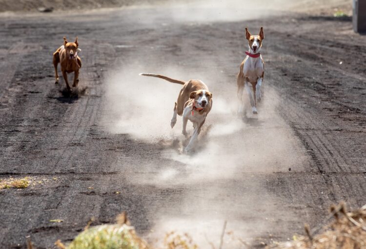 La campaña municipal de vacunación identificación de animales este sábado en Caleta de Fuste y Los Alares