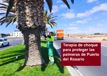 Terapia de choque para proteger las palmeras de Puerto del Rosario