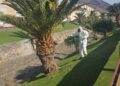 El Ayuntamiento de Pájara protege más de 3.000 palmeras frente a la plaga Diocalandra frumenti