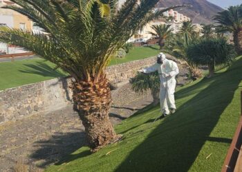 El Ayuntamiento de Pájara protege más de 3.000 palmeras frente a la plaga Diocalandra frumenti