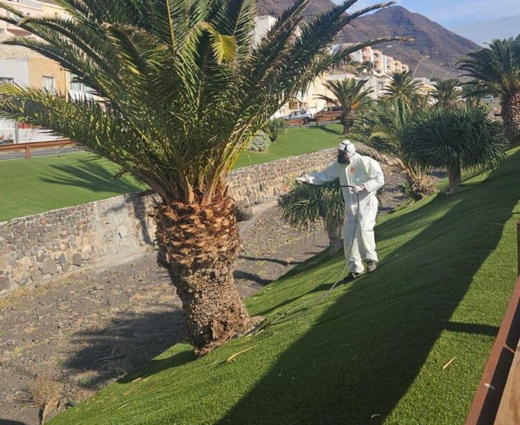 El Ayuntamiento de Pájara protege más de 3.000 palmeras frente a la plaga Diocalandra frumenti