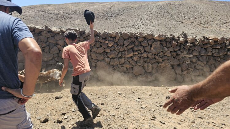 The Mancomun cattle breeders celebrate a magnificent apañada in Valle de La Cueva