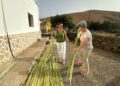 El Cabildo de Fuerteventura suministra materia prima a artesanos para preservar la cestería tradicional