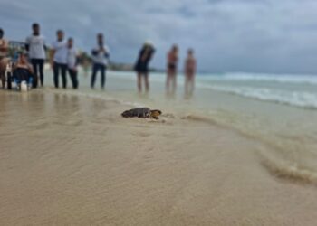 Das Cabildo sensibilisiert junge Menschen für den Schutz von Wildtieren mit der Freilassung von drei Schildkröten und zwei Adlerjungen