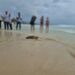 El Cabildo conciencia a los jóvenes sobre protección de la fauna con la suelta de tres tortugas y dos aguilillas