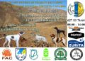Antigua acoge la Prueba APM del Circuito Canario de Trabajo de Campo para perros de Muestra