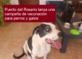 Puerto del Rosario startet Impfkampagne für Hunde und Katzen