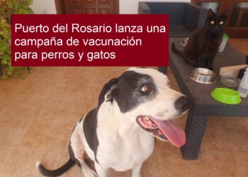 Puerto del Rosario lanza una campaña de vacunación para perros y gatos