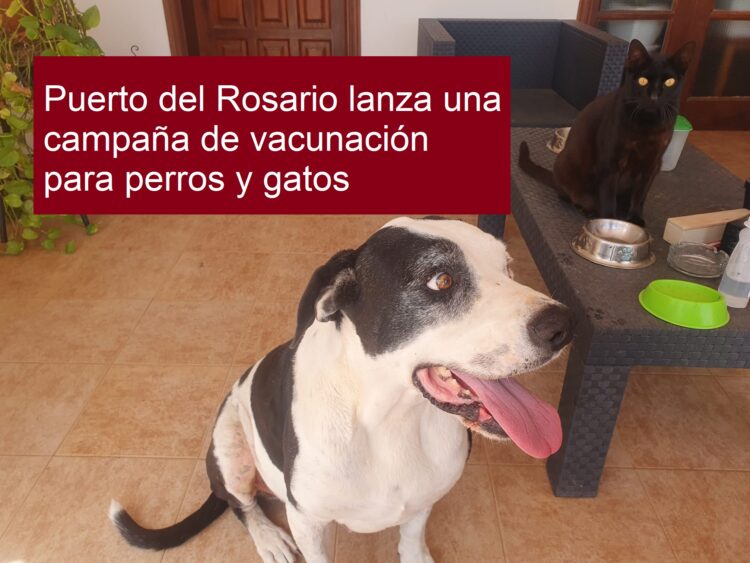 Puerto del Rosario lanza una campaña de vacunación para perros y gatos