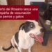 Puerto del Rosario lanza una campaña de vacunación para perros y gatos