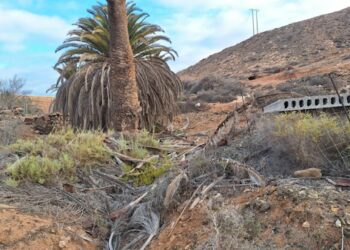 ﻿Las cuadrillas retiran hojas secas de los palmerales del barranco del Valle