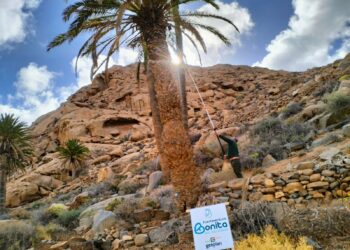 Las trampas confirman la presencia Diocalandra frumenti en Ajuy, pero ni rastro del insecto en Madre del Agua, Pájara y Buen Paso