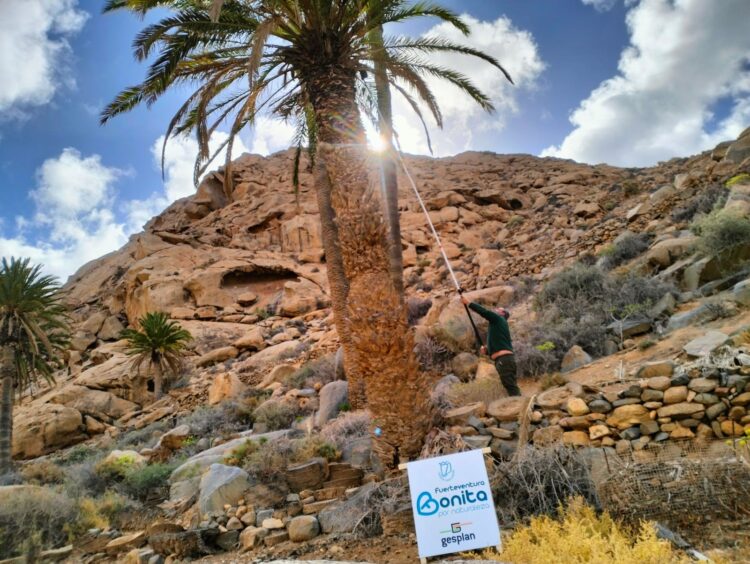 Las trampas confirman la presencia Diocalandra frumenti en Ajuy, pero ni rastro del insecto en Madre del Agua, Pájara y Buen Paso