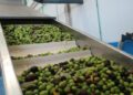 Il Cabildo mette a disposizione il suo servizio di frantoio con l’arrivo della stagione della raccolta delle olive.