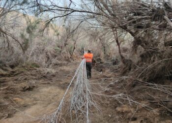 ﻿Cabildo y el Consejo Insular de Aguas limpian de ramas basales varios tramos del barranco del Valle