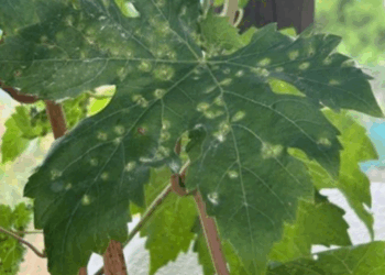 El Cabildo de Fuerteventura pide extremar la vigilancia ante la filoxera de la vid, presente en Tenerife