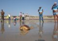 El Cabildo de Fuerteventura libera una tortuga boba hallada en la costa norte
