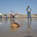 El Cabildo de Fuerteventura libera una tortuga boba hallada en la costa norte