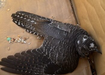 La Estación Biológica de La Oliva continúa con su compromiso de conservación de la biodiversidad de la isla majorera