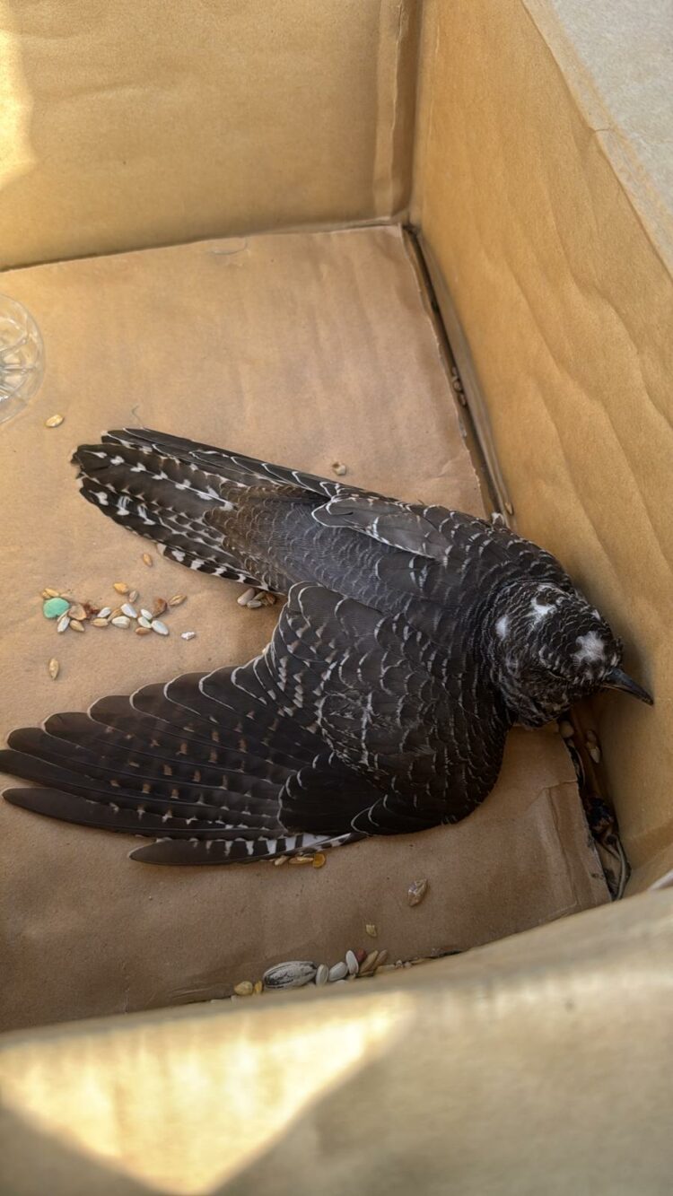 La Estación Biológica de La Oliva continúa con su compromiso de conservación de la biodiversidad de la isla majorera