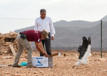 El Cabildo de Fuerteventura libera un ejemplar de guirre tras su recuperación