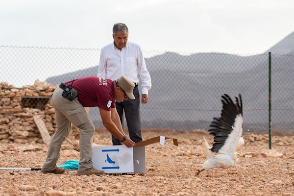 El Cabildo de Fuerteventura libera un ejemplar de guirre tras su recuperación