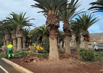 El Ayuntamiento mejora la imagen de Ajuy con una intervención en las zonas ajardinadas