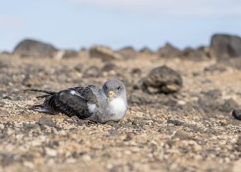 El Cabildo de Fuerteventura inicia la campaña de protección de la pardela cenicienta atlántica