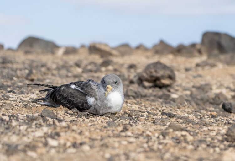 El Cabildo de Fuerteventura inicia la campaña de protección de la pardela cenicienta atlántica
