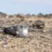 El Cabildo de Fuerteventura inicia la campaña de protección de la pardela cenicienta atlántica