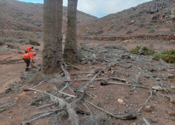 Las cuadrillas preparan los escenarios naturales de Betancuria para celebrar La Peña con seguridad y esplendor