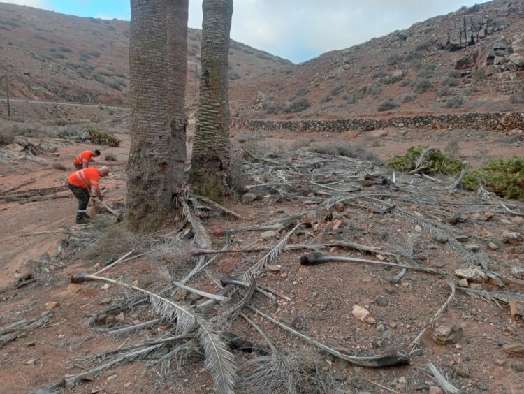 Las cuadrillas preparan los escenarios naturales de Betancuria para celebrar La Peña con seguridad y esplendor