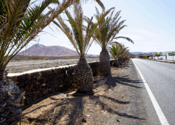 Continúan los actos vandálicos contra el servicio de Jardines de La Oliva