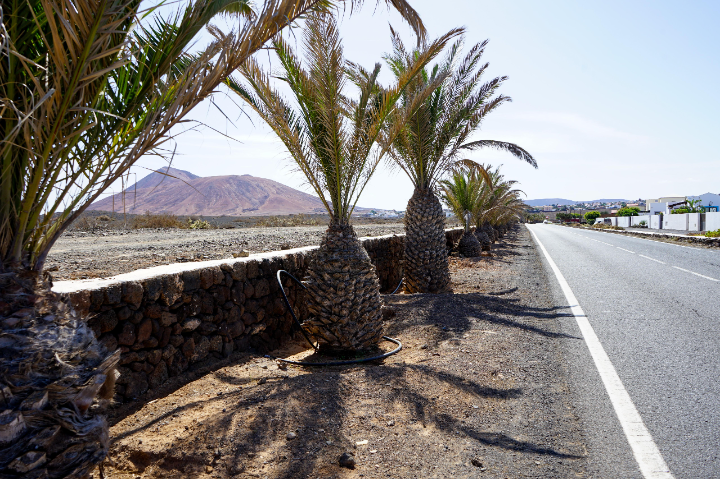 Continúan los actos vandálicos contra el servicio de Jardines de La Oliva