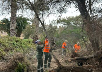 Las cuadrillas desbrozan y limpian los barrancos de los tres pueblos de Betancuria