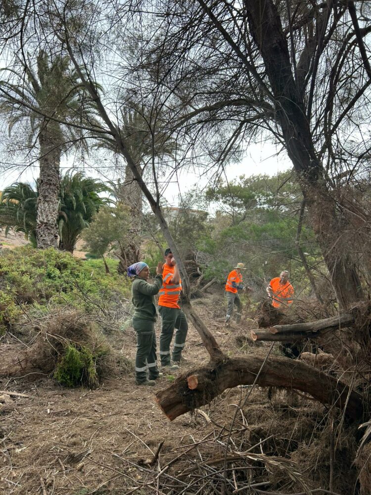 Las cuadrillas desbrozan y limpian los barrancos de los tres pueblos de Betancuria
