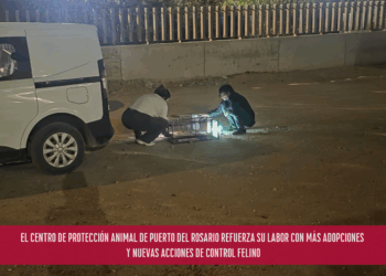 El Centro de Protección Animal de Puerto del Rosario refuerza su labor con más adopciones y nuevas acciones de control felino