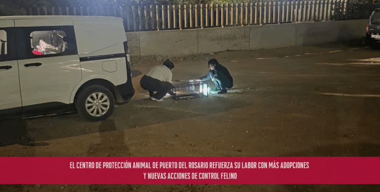 El Centro de Protección Animal de Puerto del Rosario refuerza su labor con más adopciones y nuevas acciones de control felino