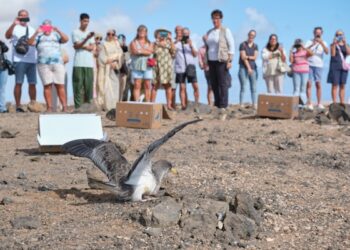 El Cabildo libera ejemplares de pardela dentro de la campaña de protección de la especie