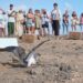 El Cabildo libera ejemplares de pardela dentro de la campaña de protección de la especie