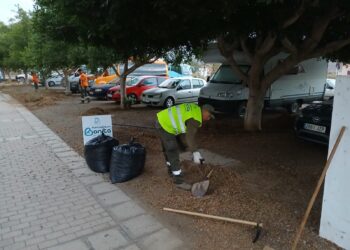 El Cabildo limpia y desbroza 3,5 kilómetros de arcenes a la entrada de Gran Tarajal