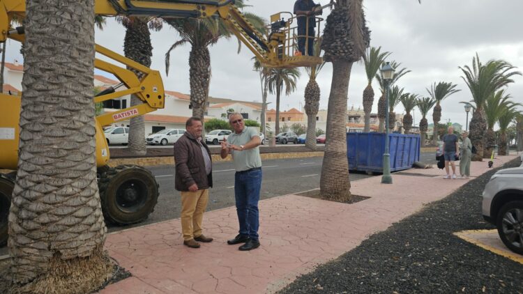 Poda del palmeral en el núcleo de Caleta de Fuste