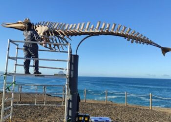 El Cabildo de Fuerteventura imparte formación sobre restauración, montaje y mantenimiento de esqueletos de cetáceos