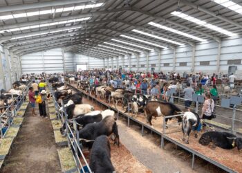 La Feria de Agricultura, Ganadería y Pesca de Fuerteventura (FEAGA) vuelve del 16 al 19 de abril